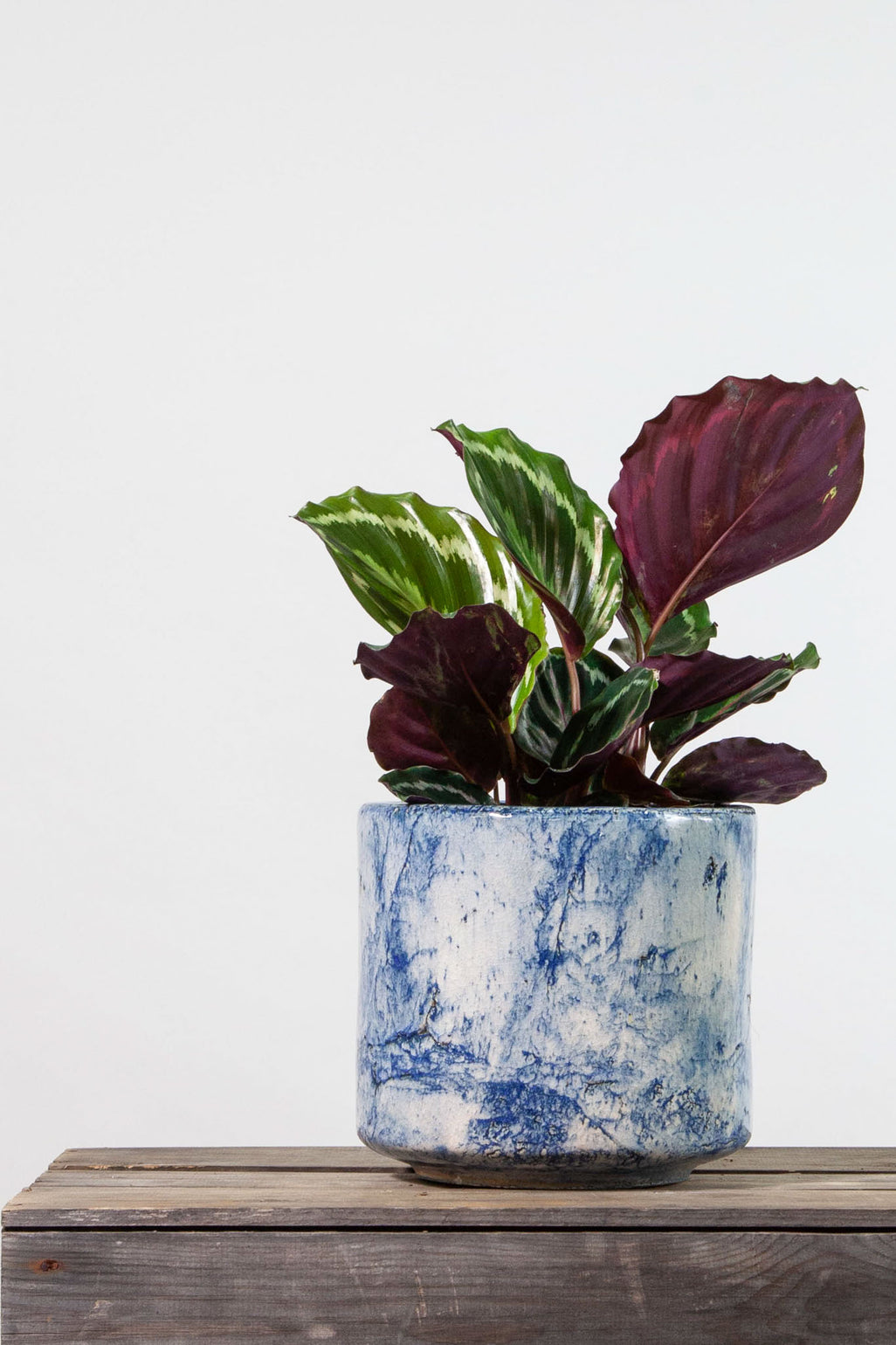 files/IndoorPlants-StudioShots13.11.2023-374.jpg